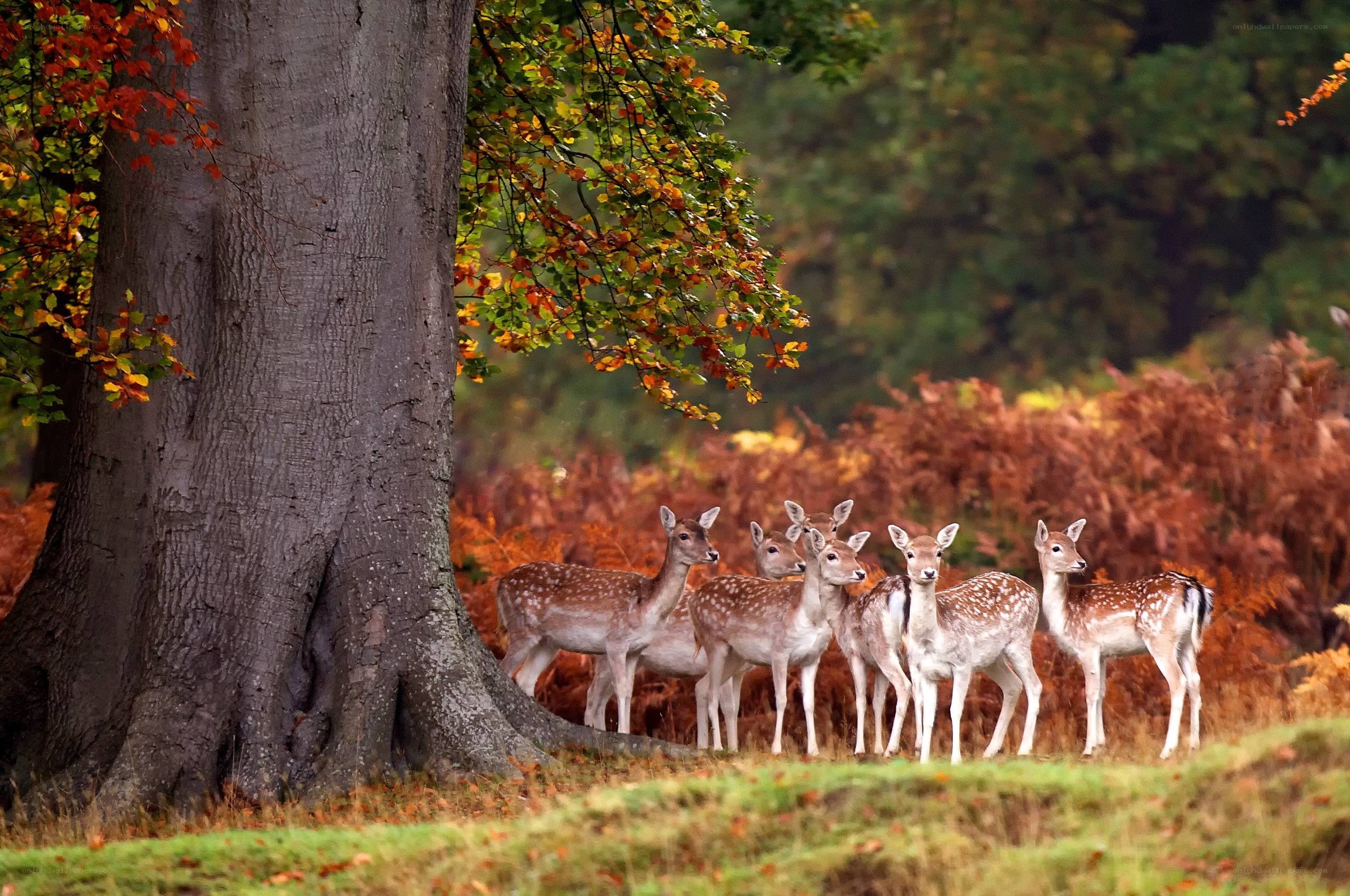 Deer in autumn forest
