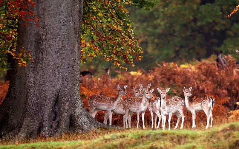 Deer in autumn forest