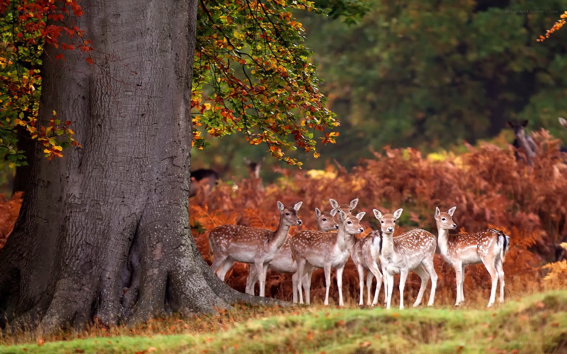 Deer in autumn forest