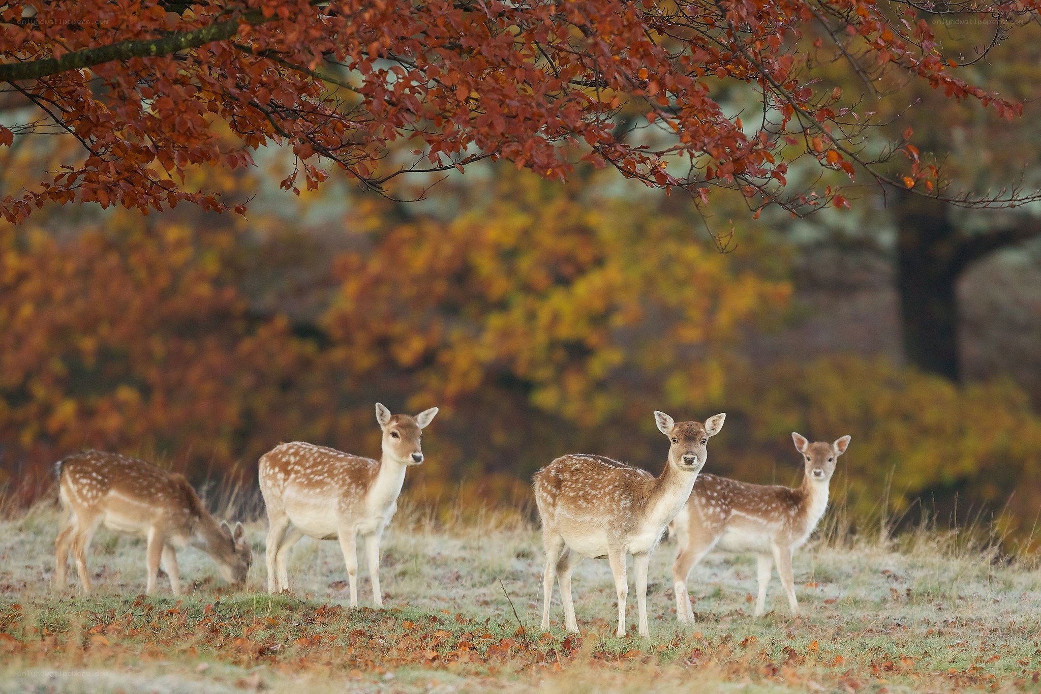 Deer in autumn forest
