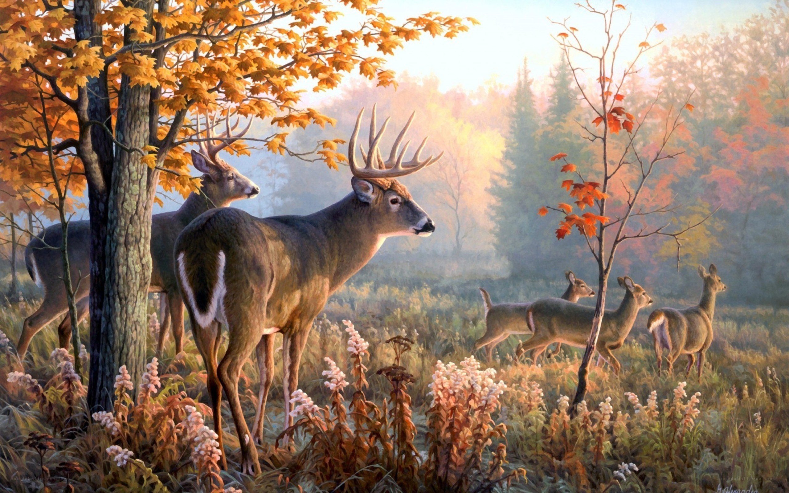Deer in autumn forest