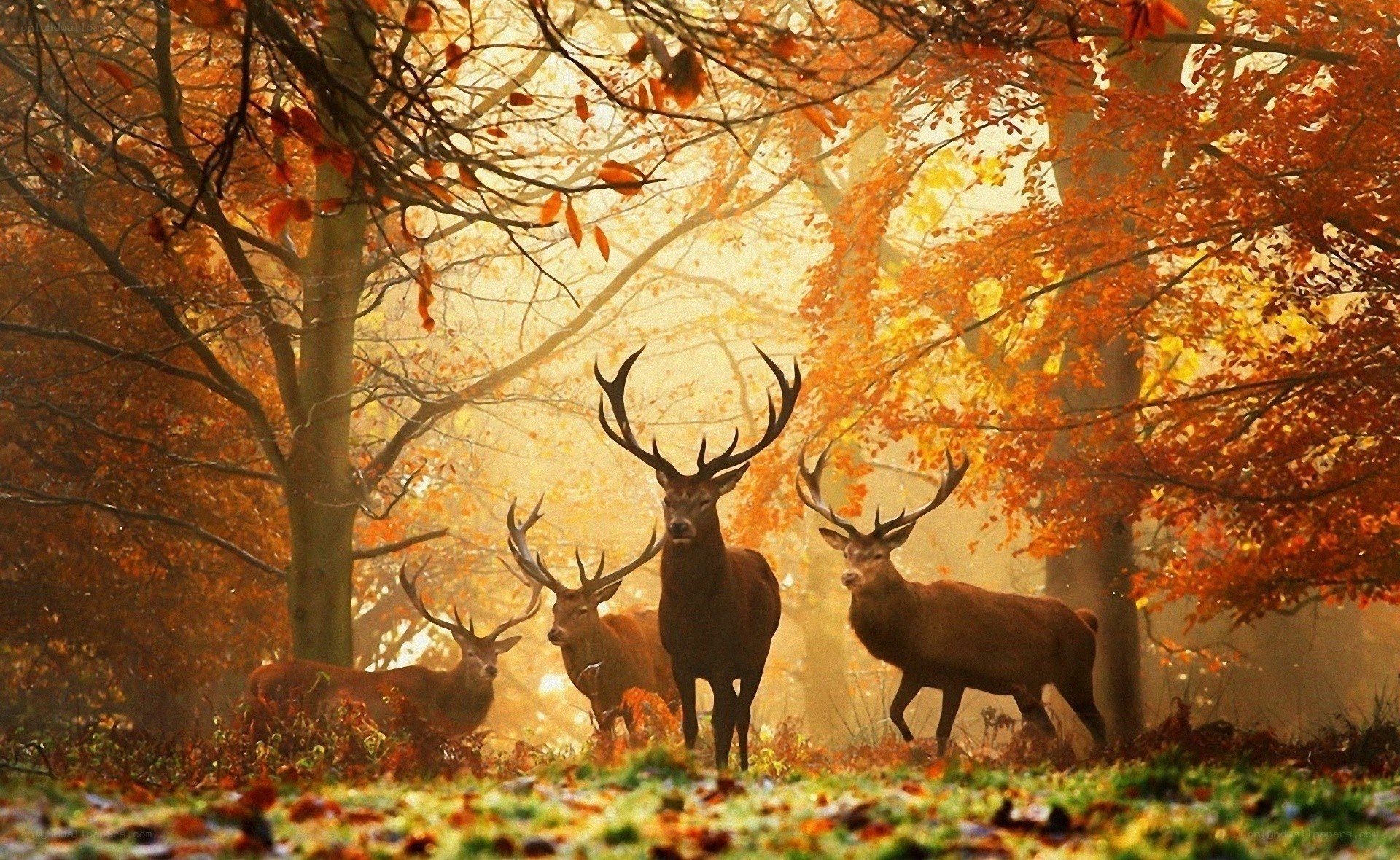 Deer in autumn forest
