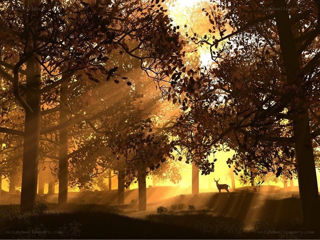 Deer in autumn forest