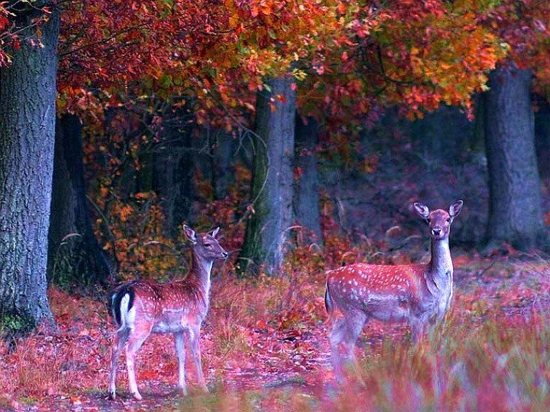 Deer in autumn forest
