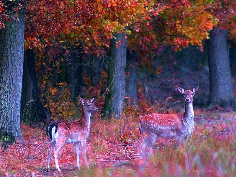 Deer in autumn forest