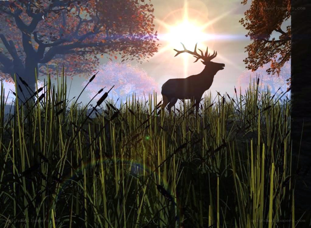 Deer in autumn forest