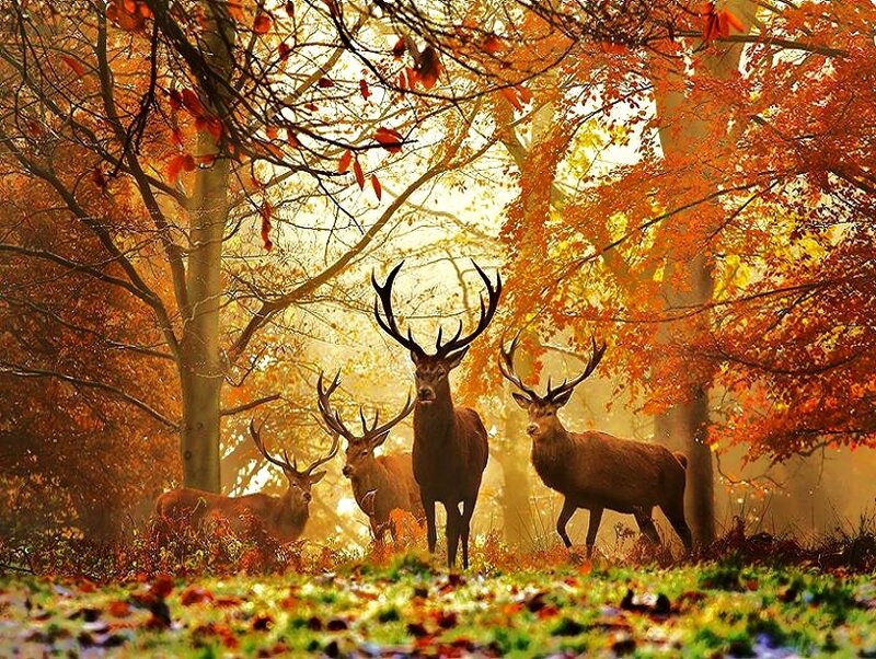 Deer in autumn forest