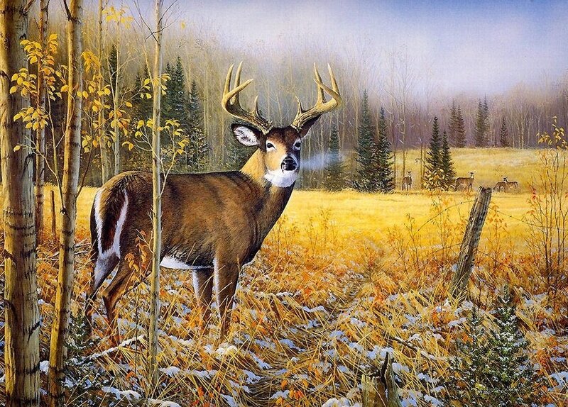 Deer in autumn forest