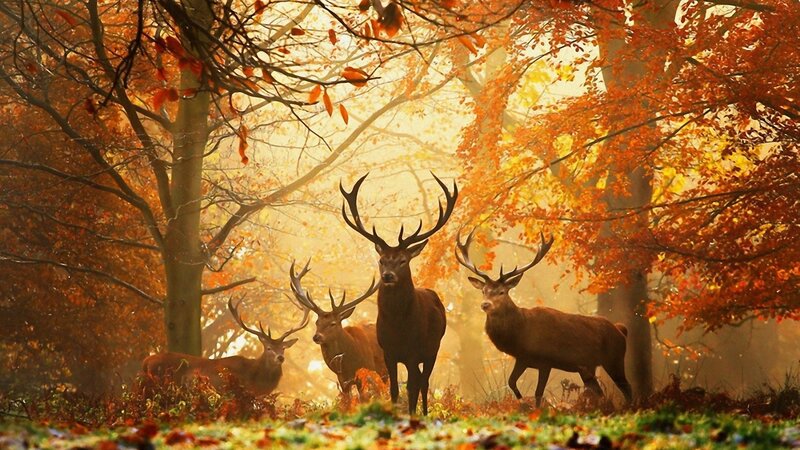 Deer in autumn forest