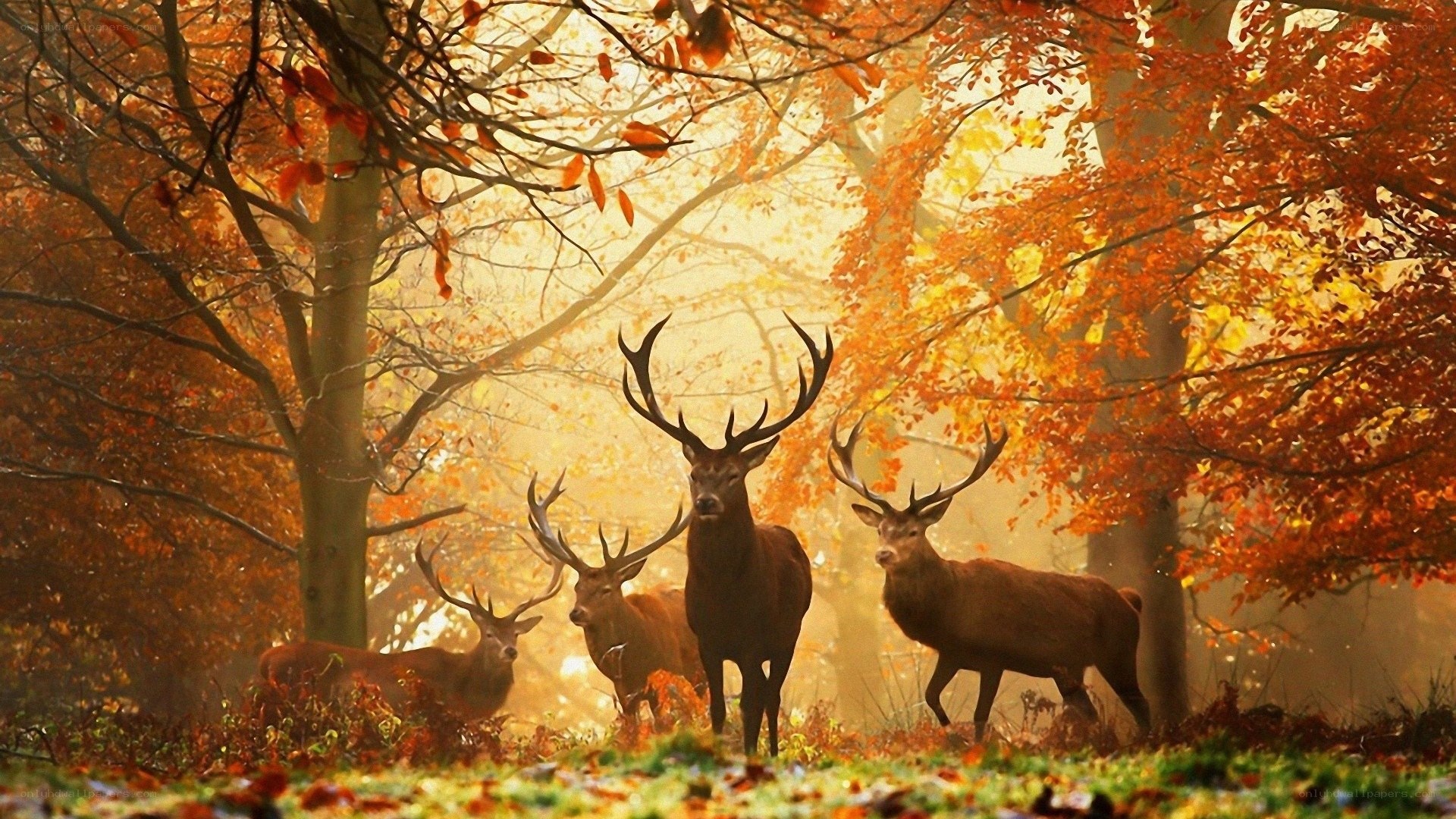 Deer in autumn forest