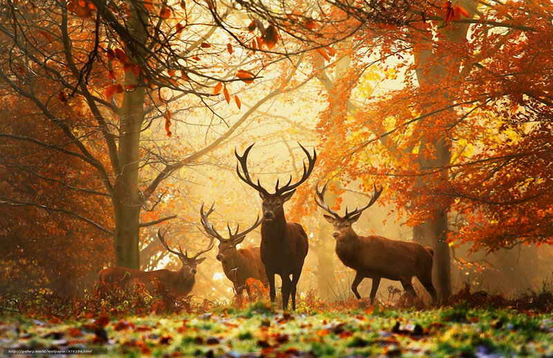 Deer in autumn forest