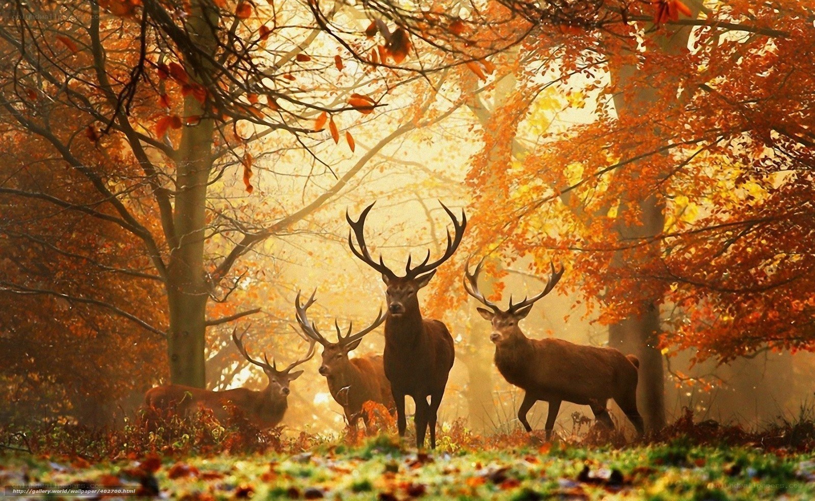 Deer in autumn forest