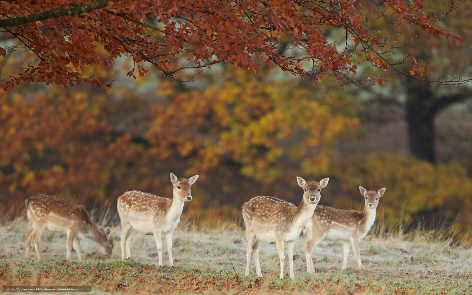 Deer in autumn forest