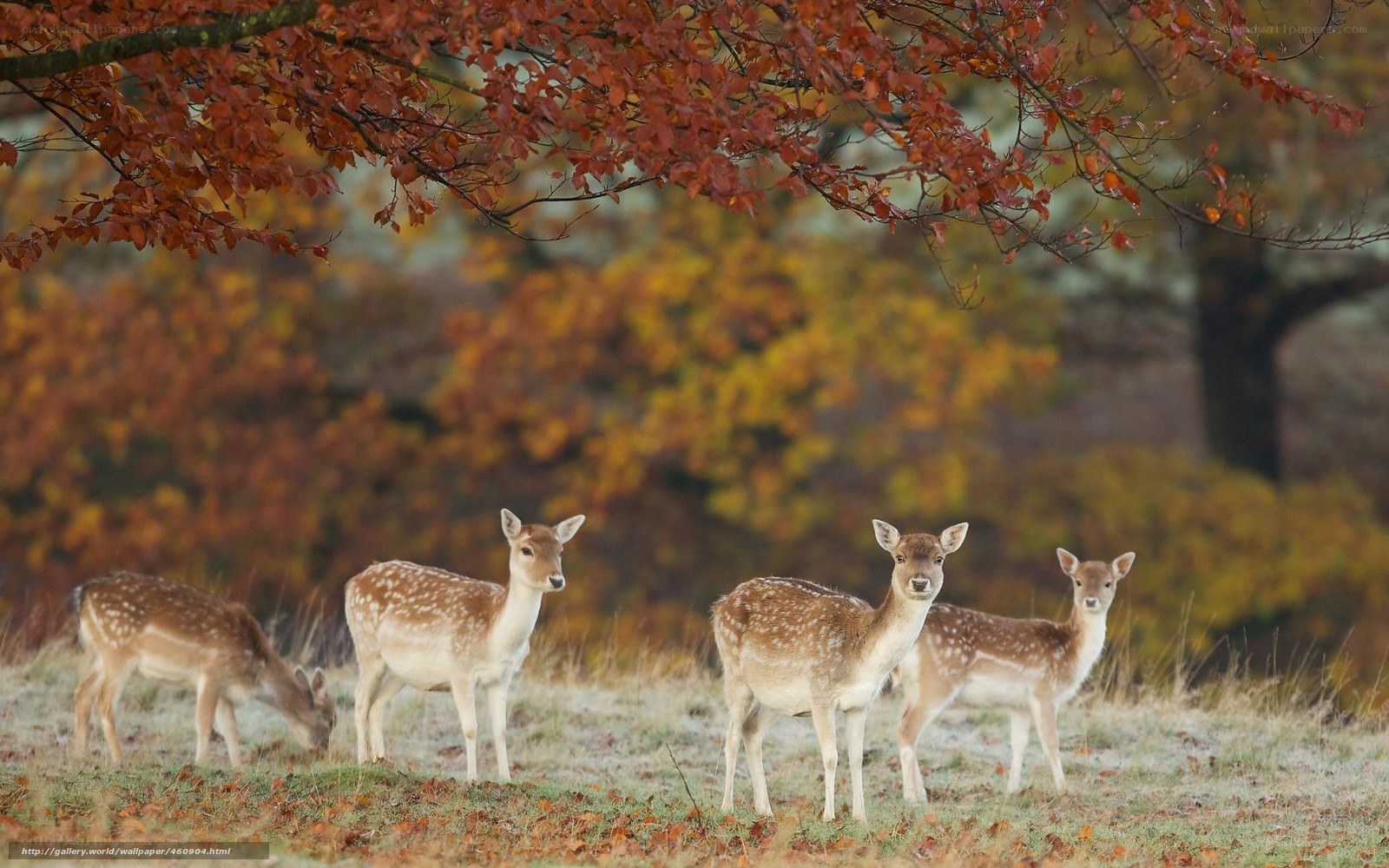 Deer in autumn forest