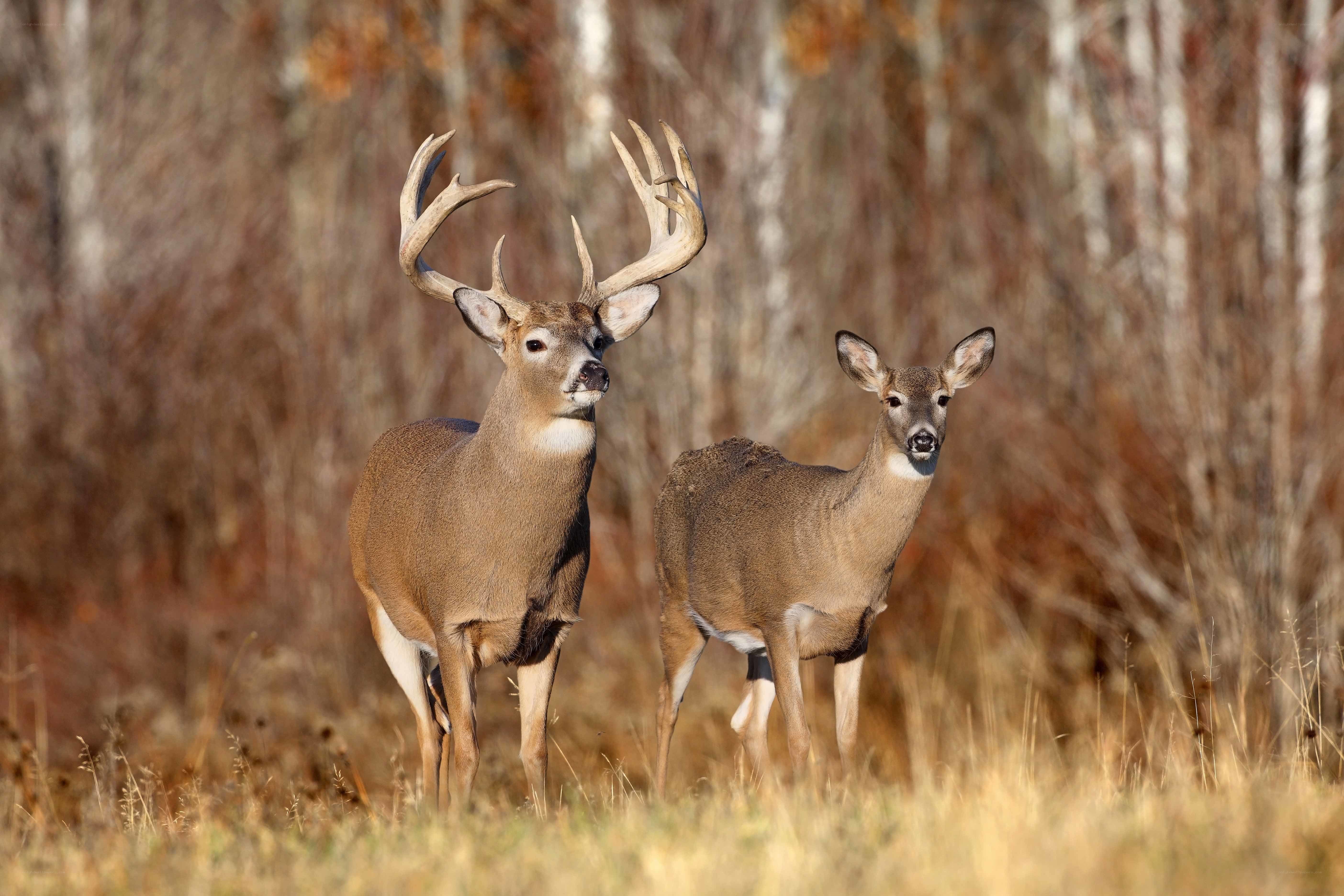 Deer in autumn forest