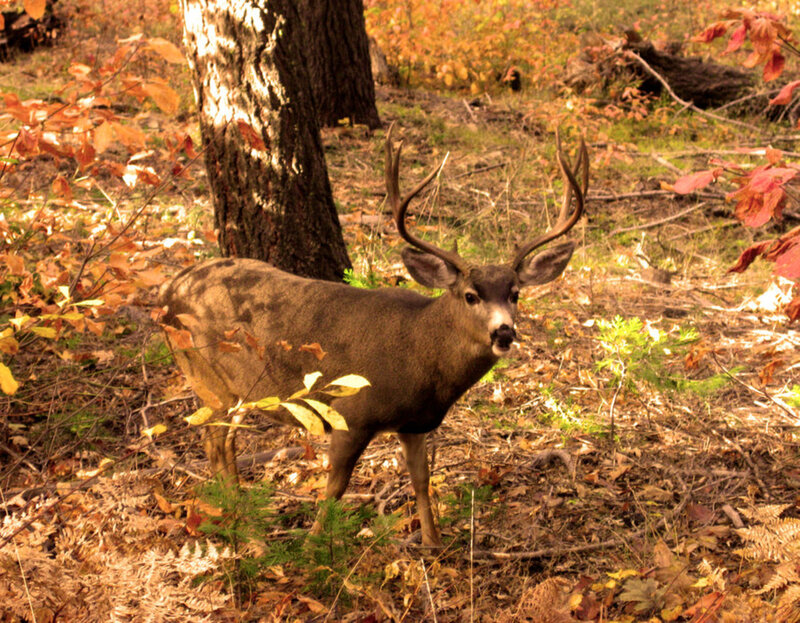 Deer in Autumn Forest — Brown, Calm