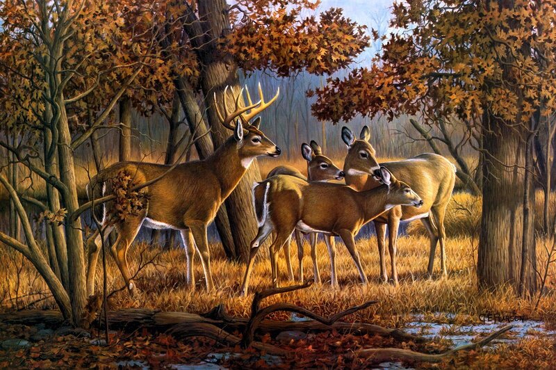 Deer in Autumn Forest — Brown, Serene