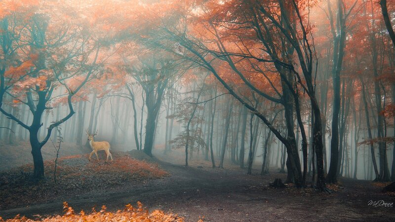 Deer in Autumn Forest — Orange, Misty