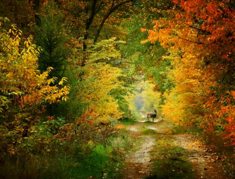 Deer in Autumn Forest — Orange, Serene, Photograph, Forest Path
