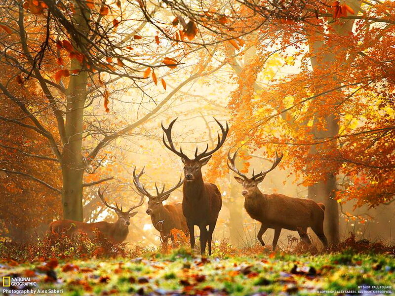 Deer in Autumn Forest — Orange, Serene, Photograph