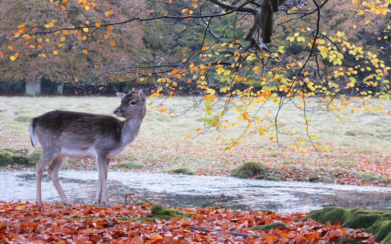 Deer in Autumn Forest — Orange, Serene, Photograph, Tree
