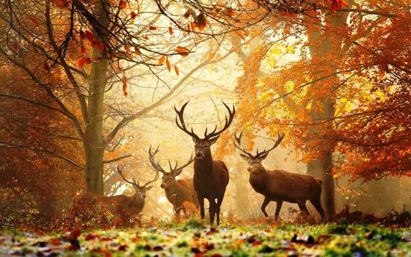 Deer in Autumn Forest — Orange, Serene, Photograph, Trees, Leaves, Sunlight
