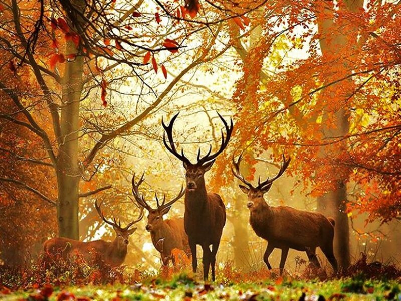 Deer in Autumn Forest — Orange, Serene, Photograph, Trees