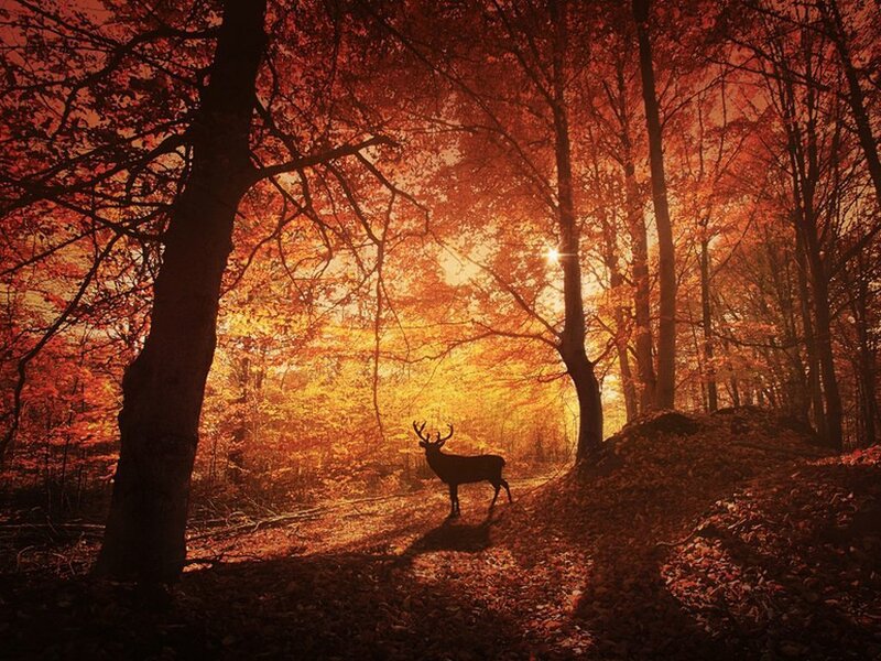 Deer in Autumn Forest — Orange, Serene