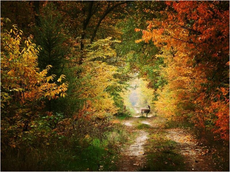 Deer in autumn forest path