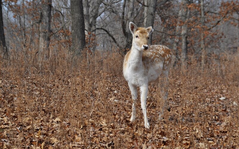 Deer in autumn forest