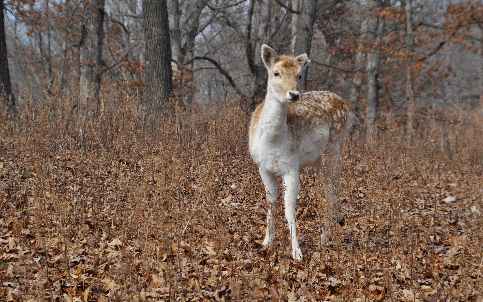 Deer in autumn forest