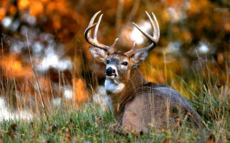 deer in autumn grass