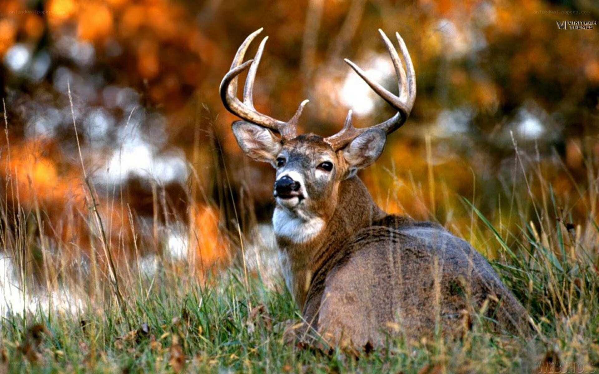 deer in autumn grass