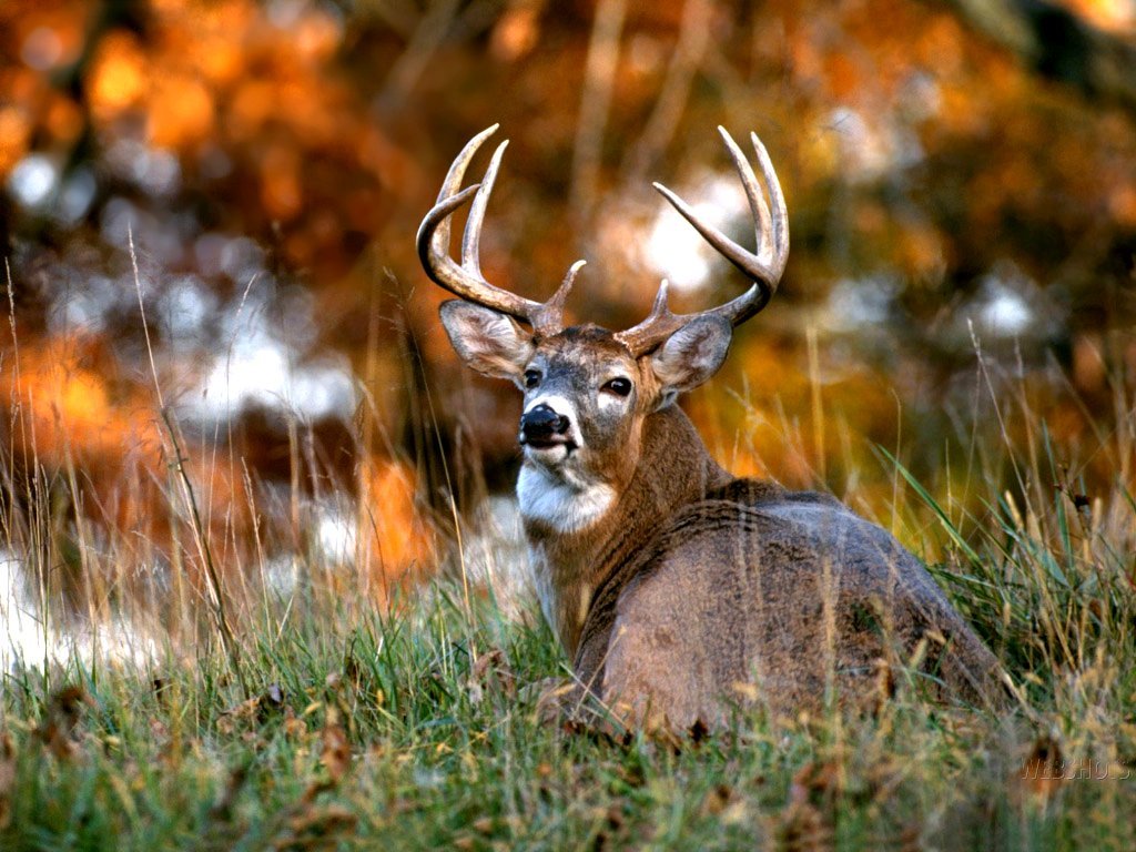 Deer in autumn grass