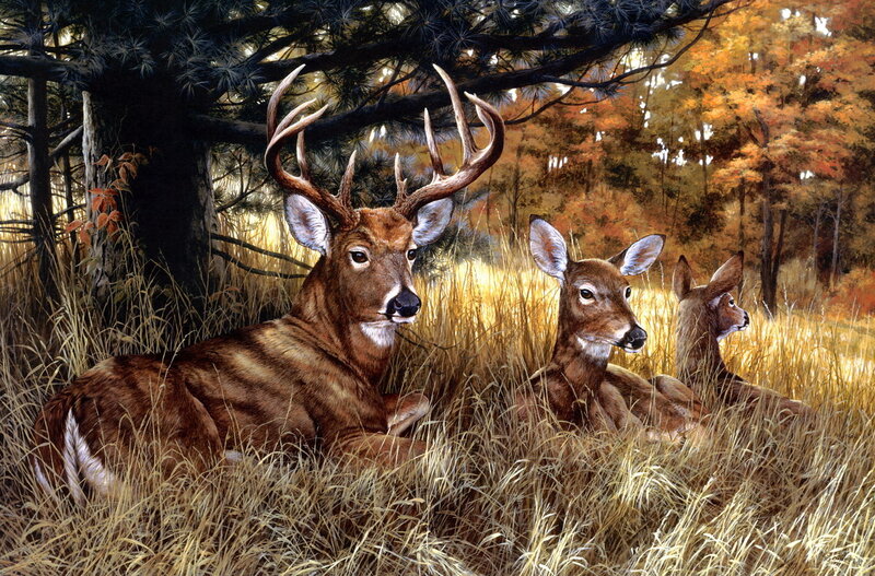 Deer in Autumn Grass — Brown, Serene