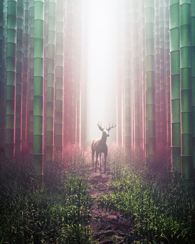 Deer in Bamboo Forest