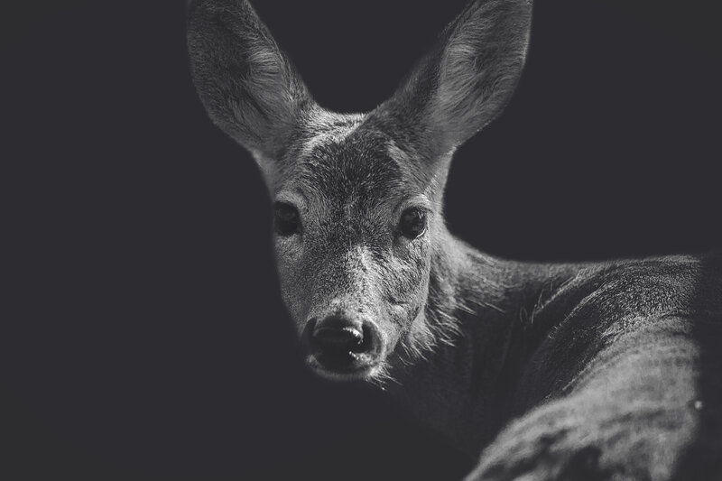 Deer in Black and White