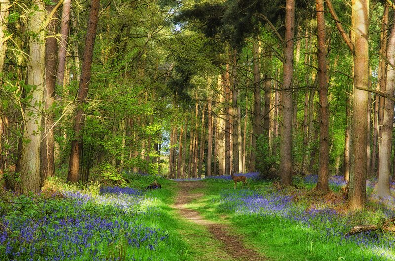 Deer in Bluebell Forest