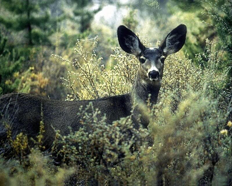 Deer in Bushes — Green