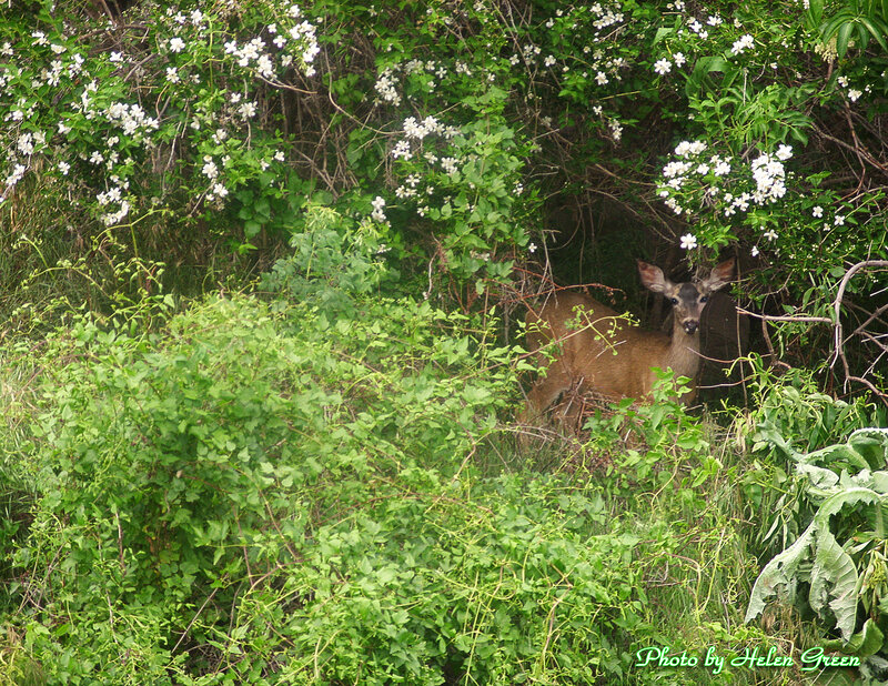 Deer in Bushes