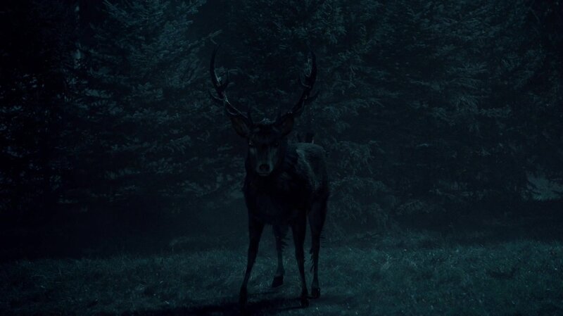 deer in dark forest