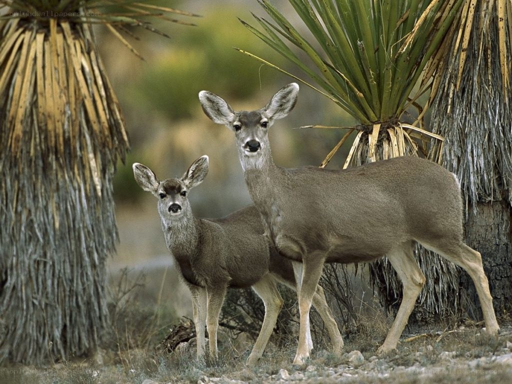 Deer in desert landscape