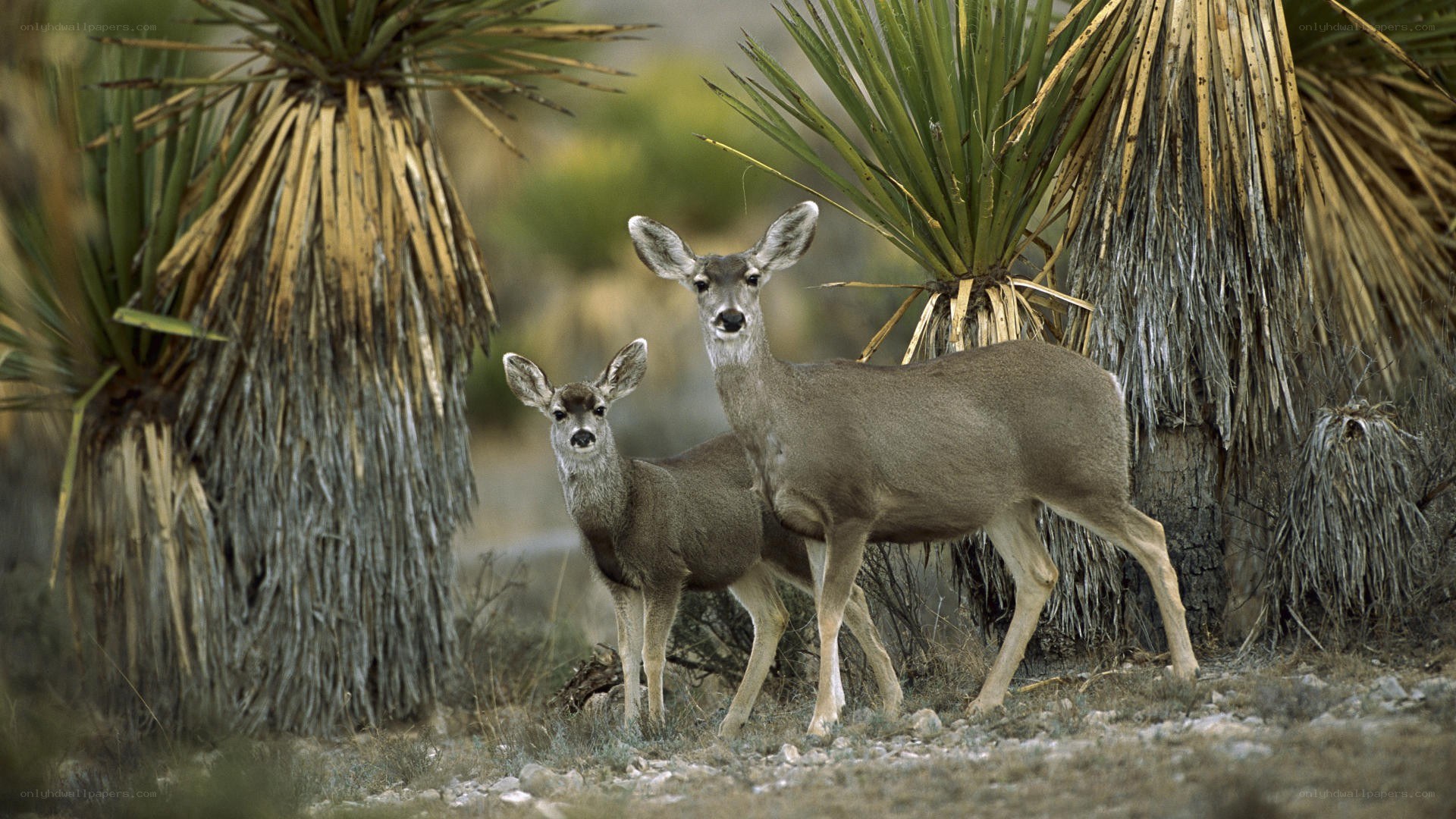 Deer in desert landscape