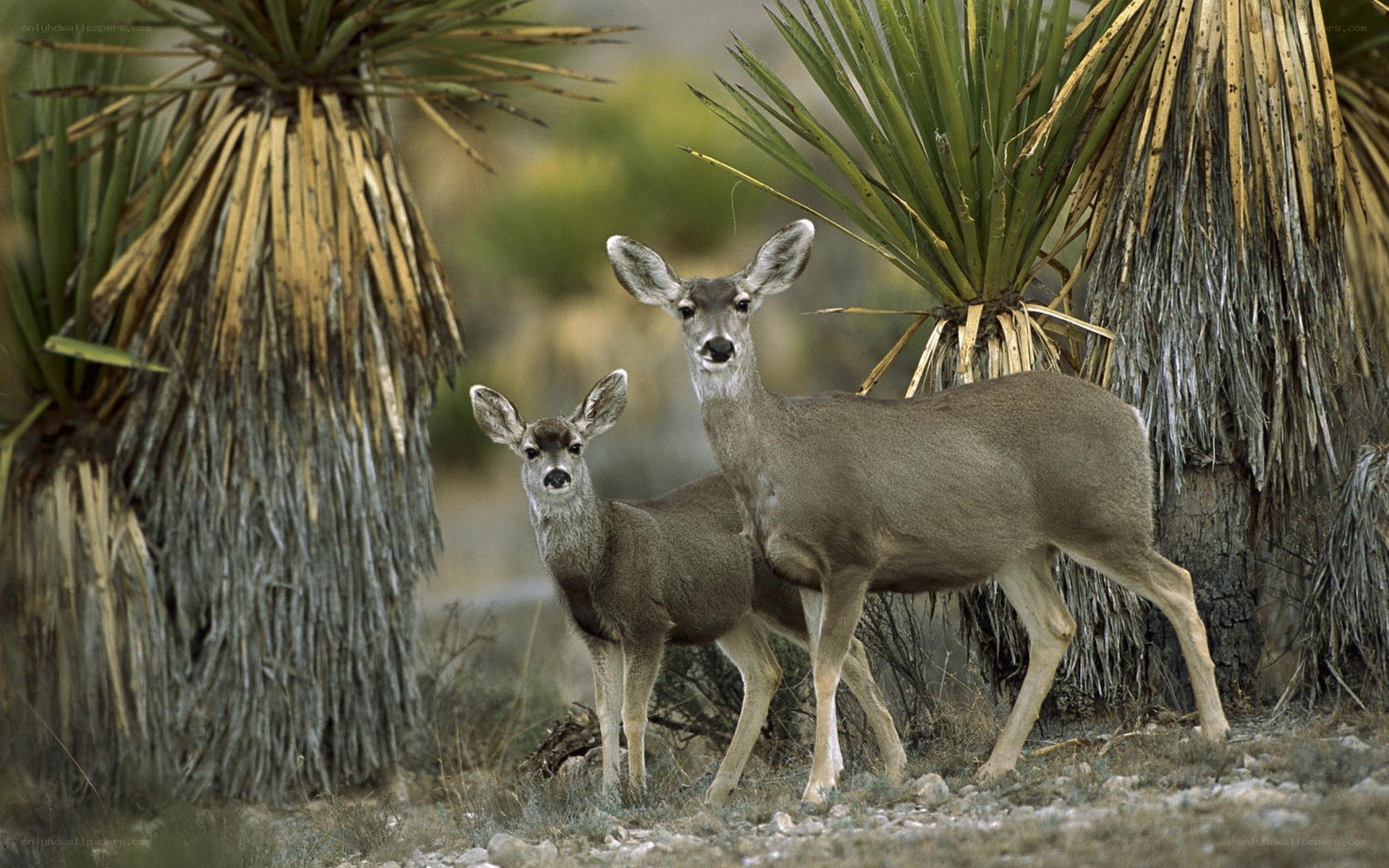Deer in desert landscape