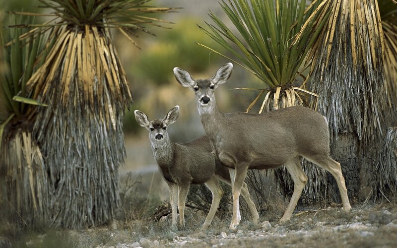 Deer in desert landscape
