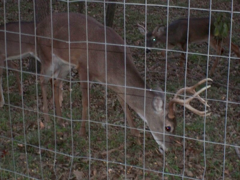 Deer in Enclosure