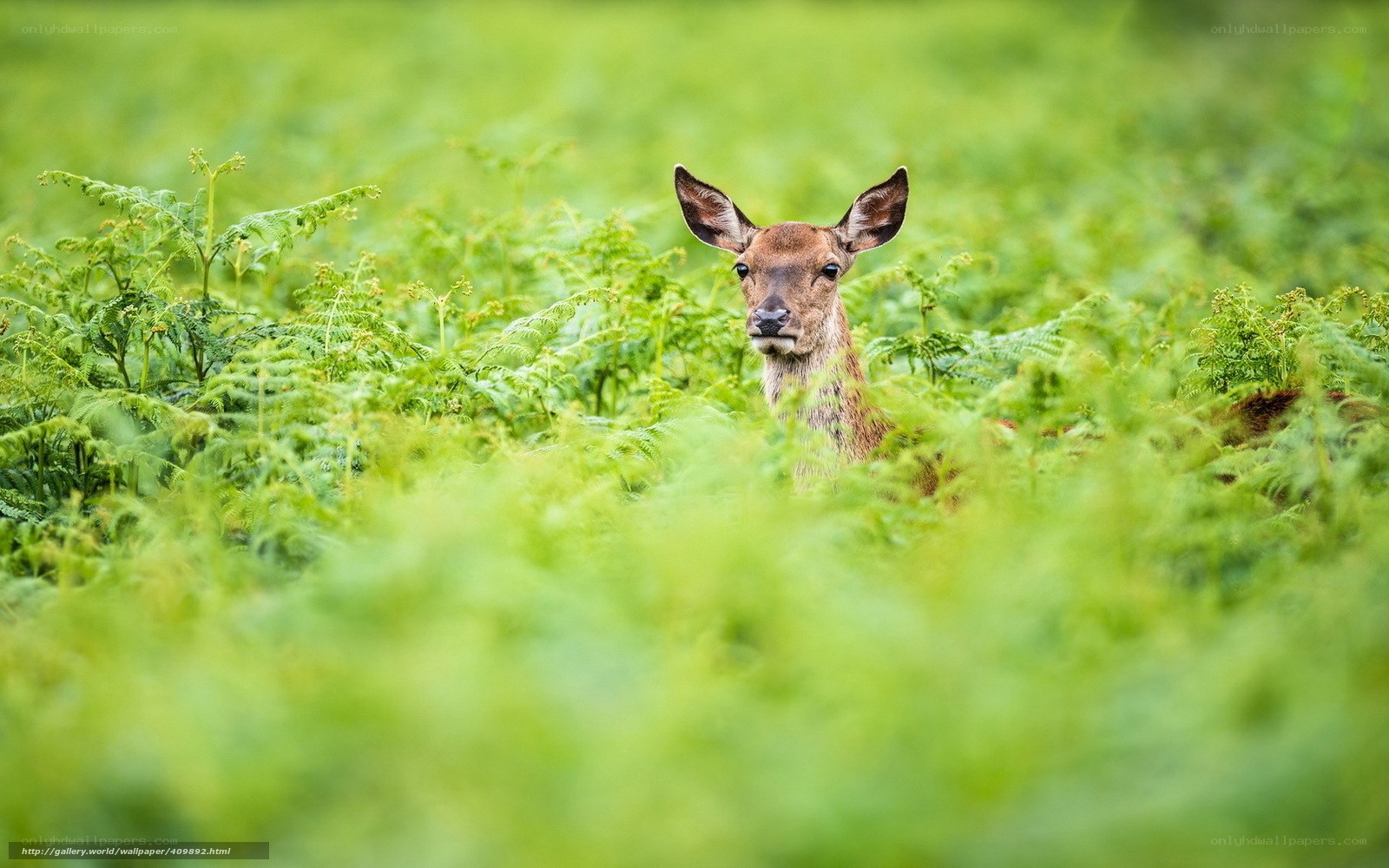 Deer in Ferns