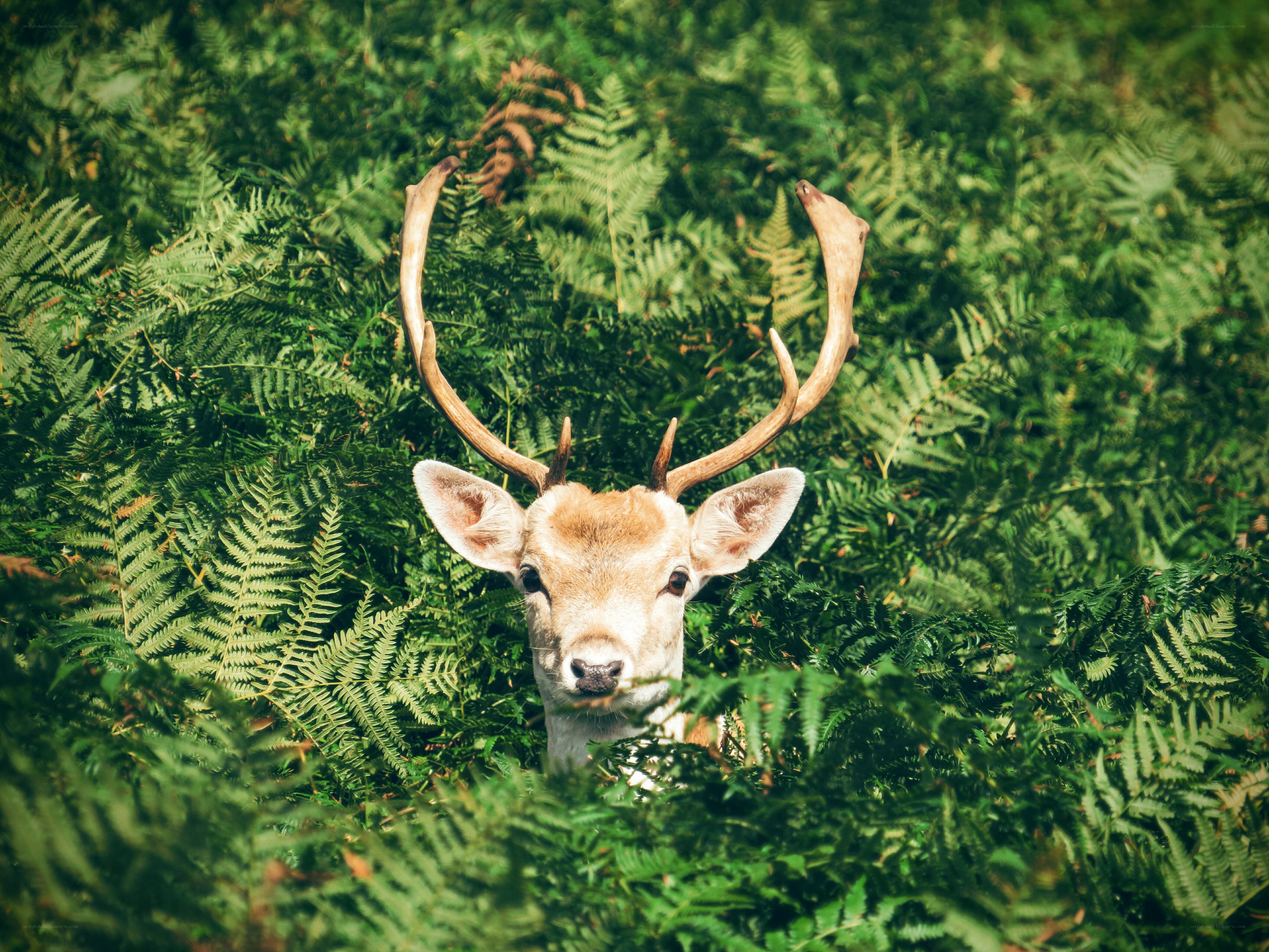 Deer in ferns
