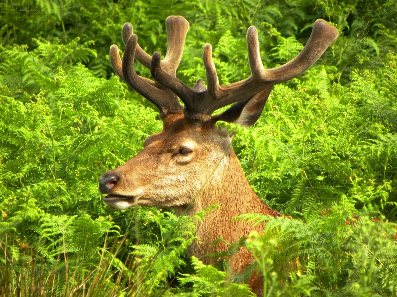 Deer in ferns