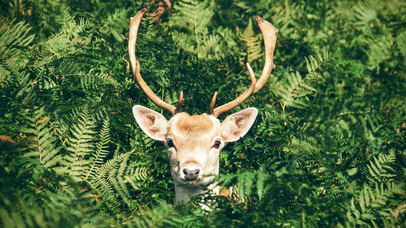 Deer in Ferns — Green, Serene